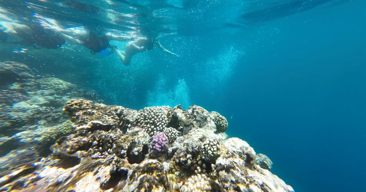 Underwater coral reef near Dahab