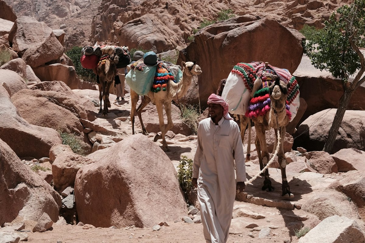 Bedouin guide with camels in the Sinai desert