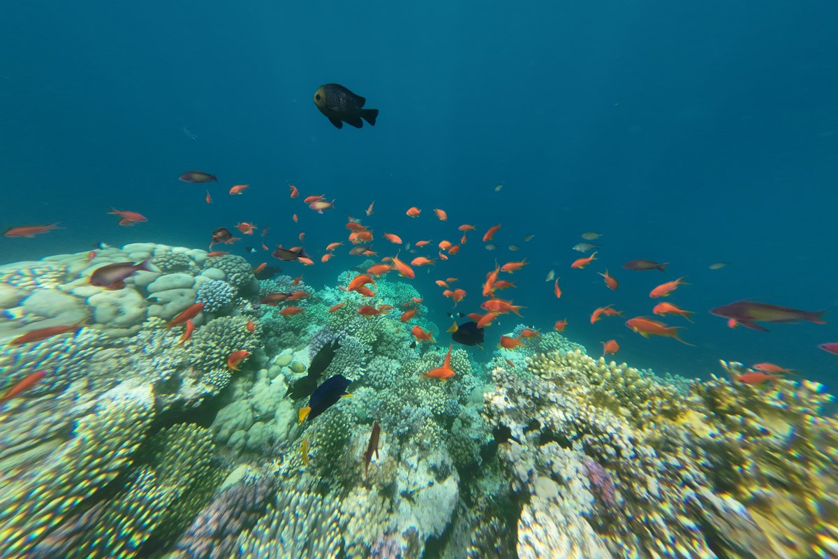 Coral reef and fish at the Blue Hole, Dahab