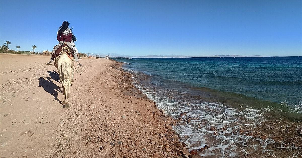 Camel ride along the coast in Dahab
