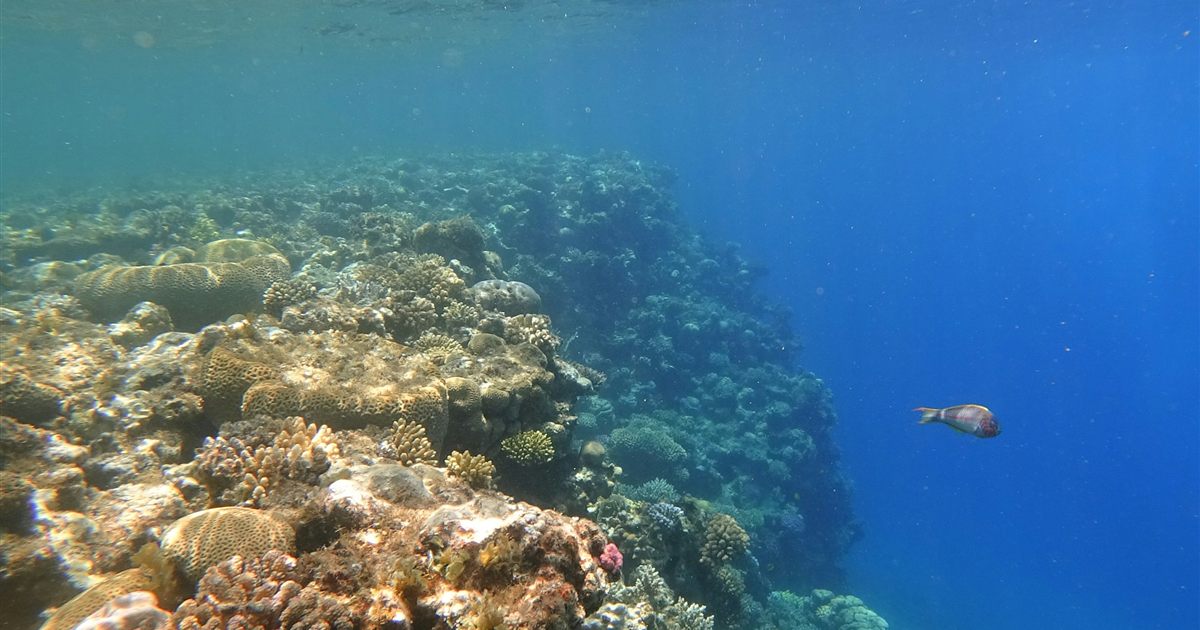 Korallenriff in Dahab, Ägypten