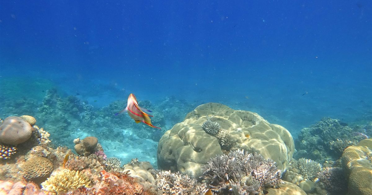 Fische zwischen Korallen an einem Riff in Dahab