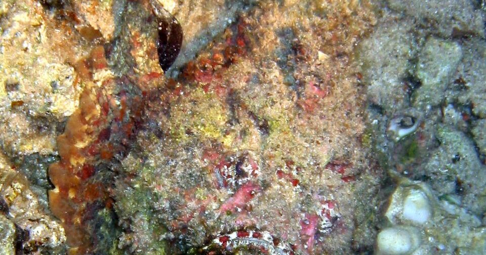 Steinfisch bei einem Nachttauchgang am Lighthouse in Dahab